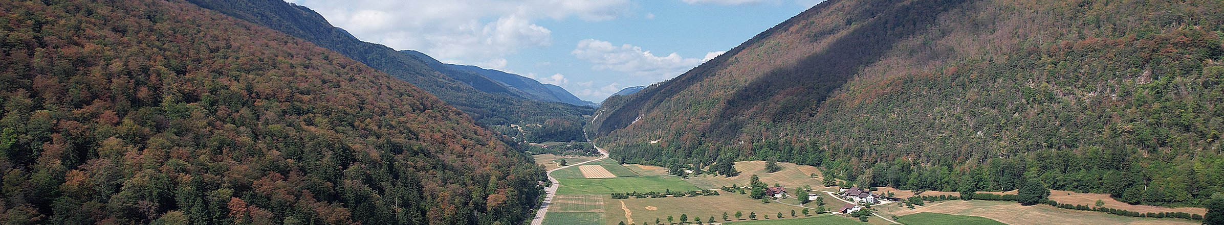 Brunissement et chute prématurée du feuillage en plein été