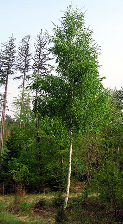 Geastete Z-Baum-Birke an einer Rückegasse