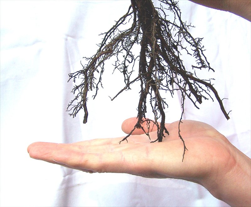 Stability has deep roots - waldwissen.net