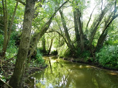 riparian forest