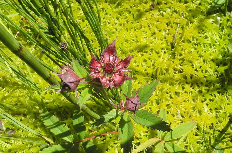 Sumpfblutauge (Potentilla palustris)