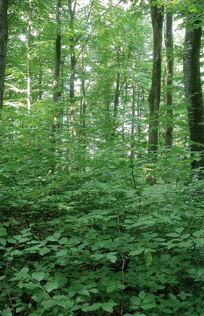 Grünzeug versperrt den Durchblick