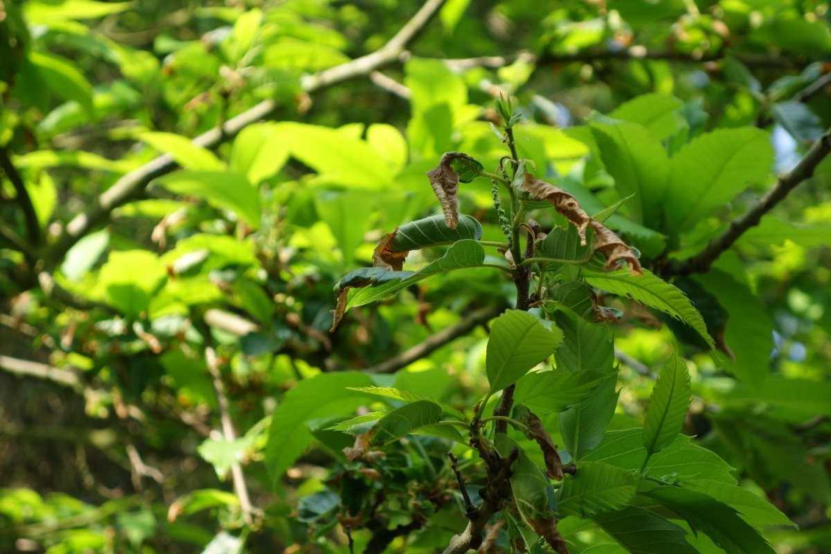 Der Einsatz alternativer Baumarten in Brandenburg aus Waldschutzsicht: Risiken und 1 Der Einsatz alternativer Baumarten in Brandenburg aus Waldschutzsicht: Risiken und