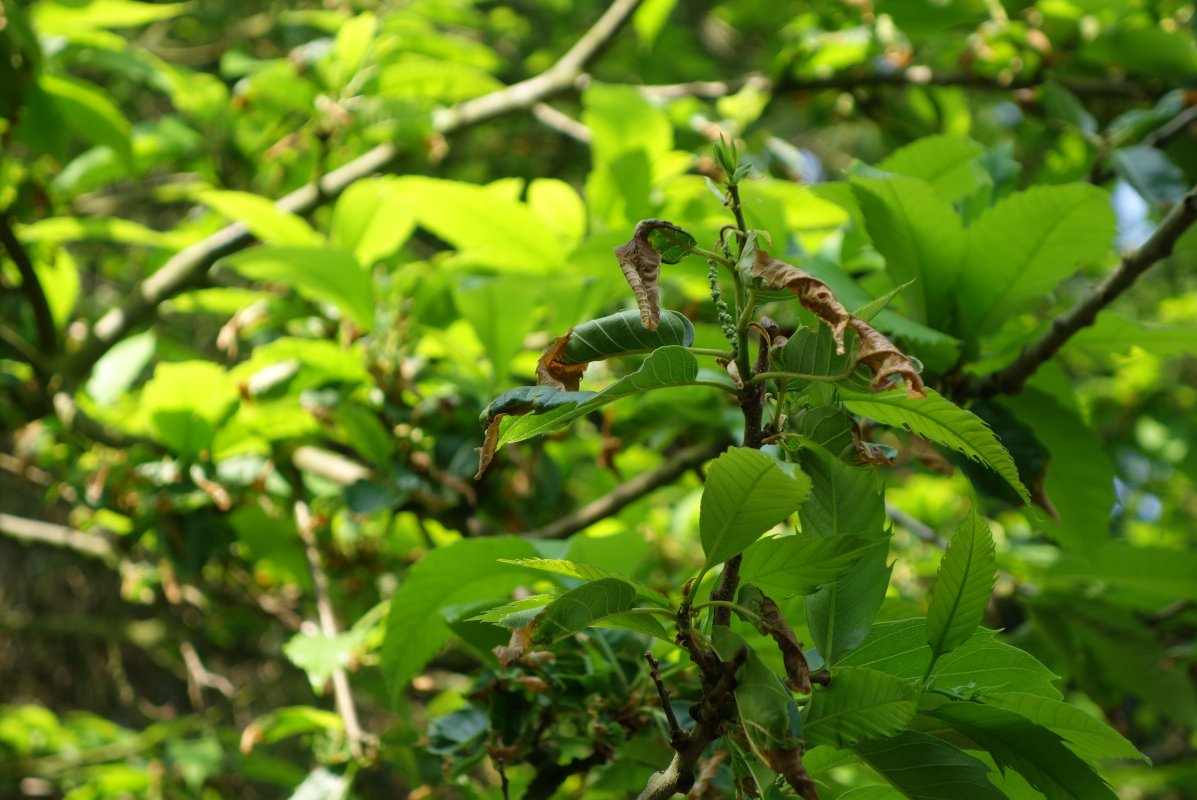 Spätfrostschäden an Esskastanie