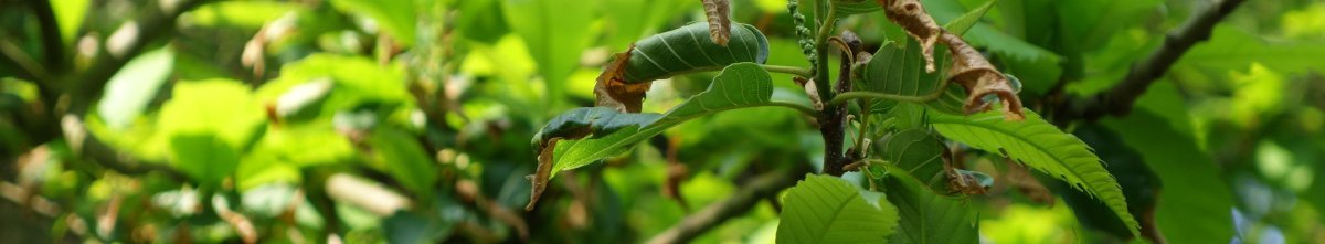 Spätfrostschäden an Esskastanie