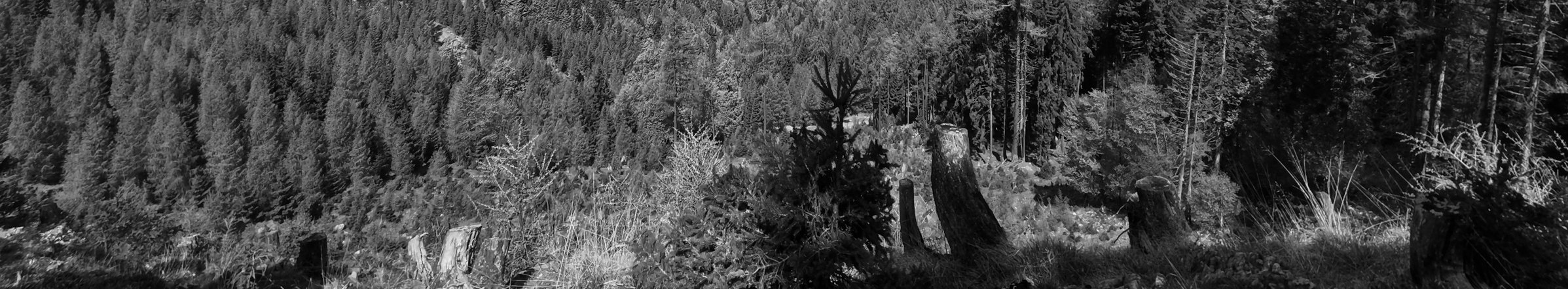 Nadelwald in schwarz weiß