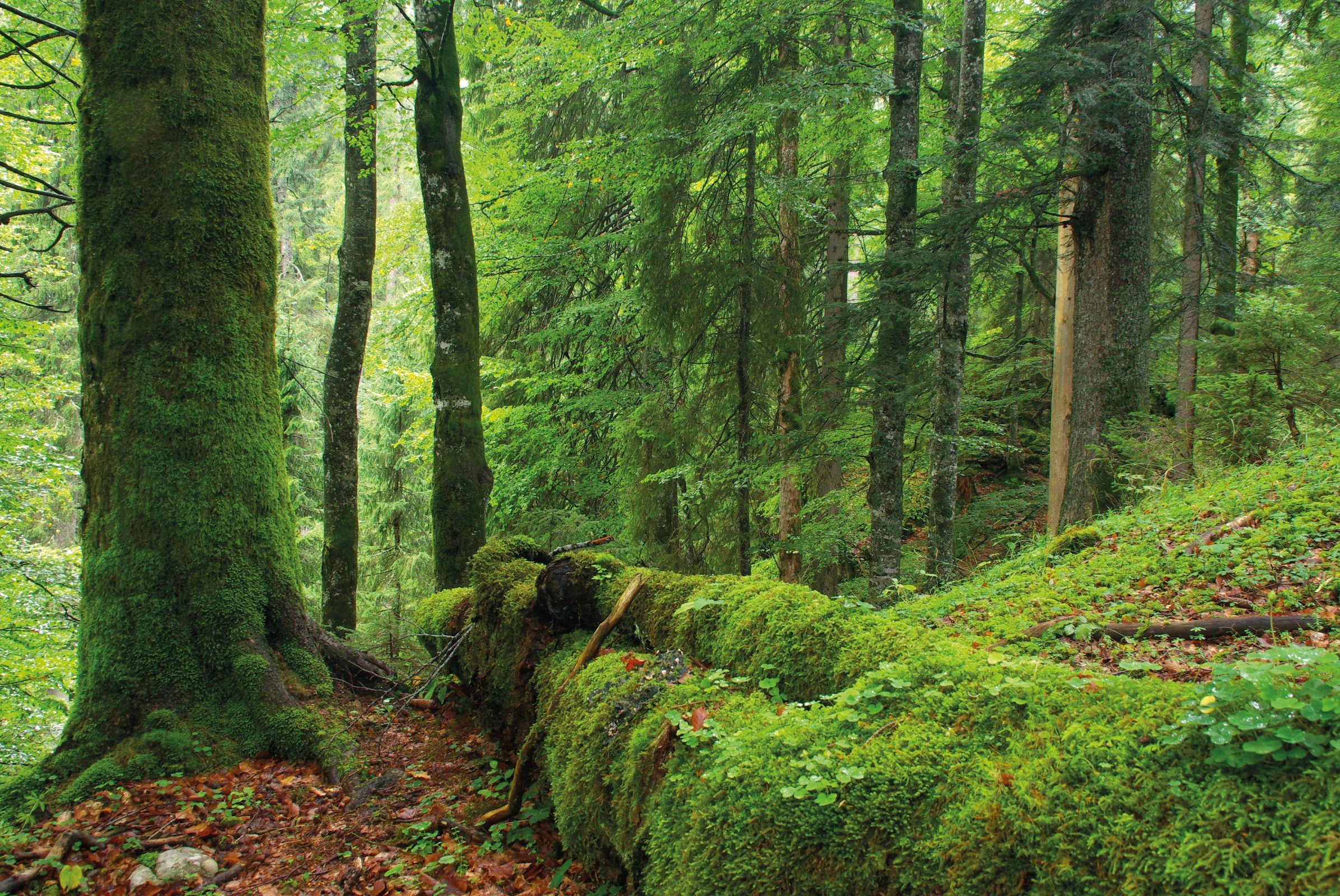 Baumarten-, struktur und totholzreicher Wald