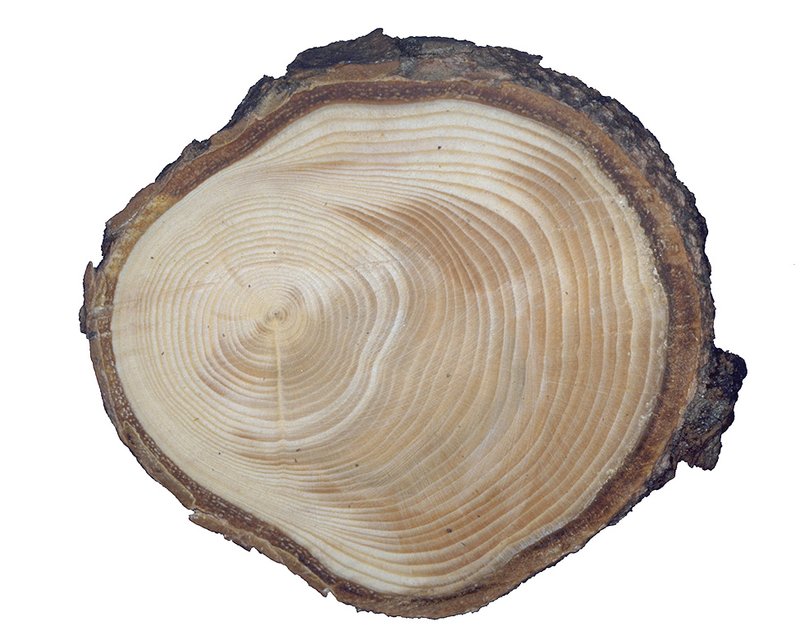 coupe transversale d’un tronc d’épicéa