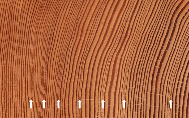 Outbreaks of the larch budmoth are visible in the tree rings