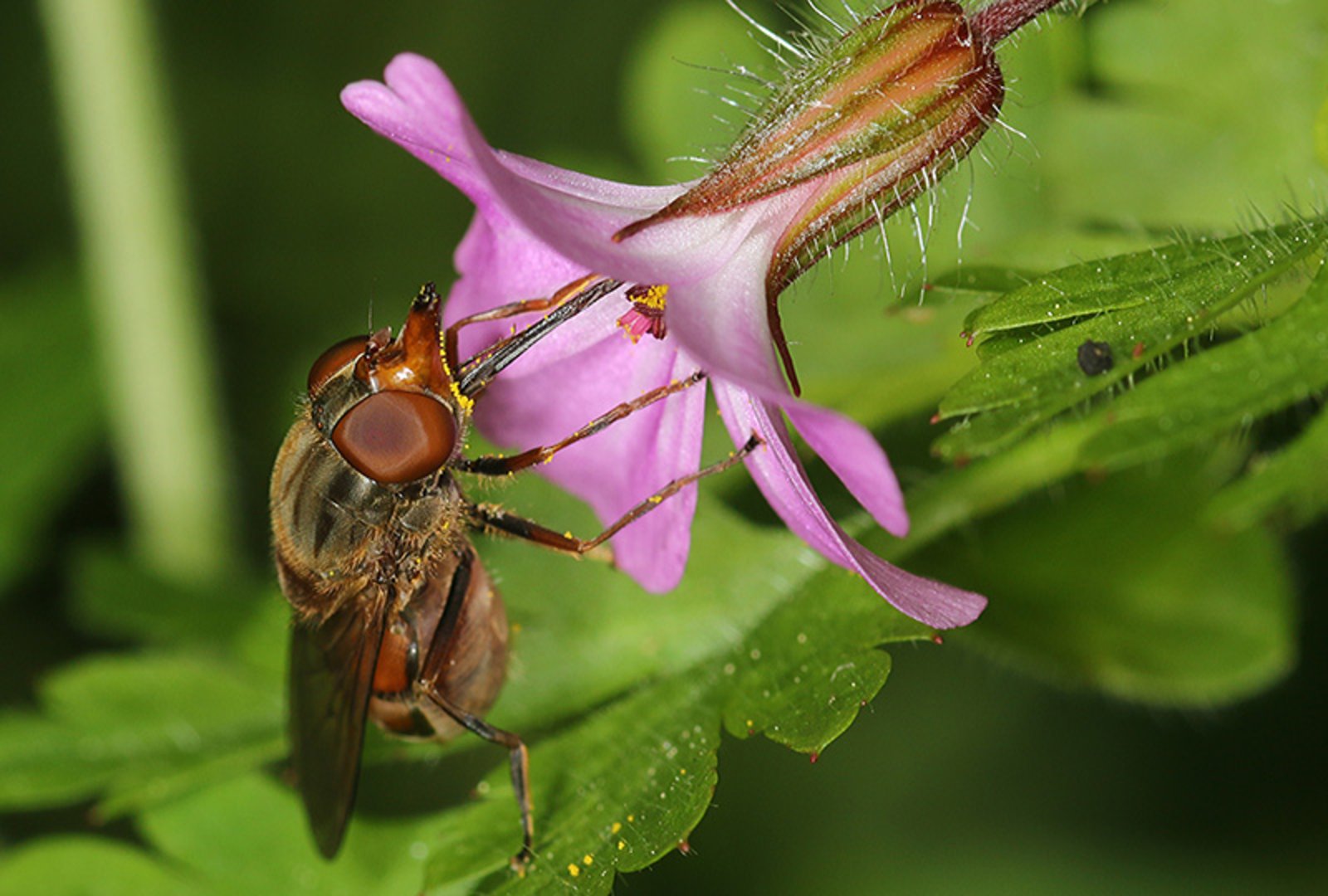 Insects in the forest ecosystem