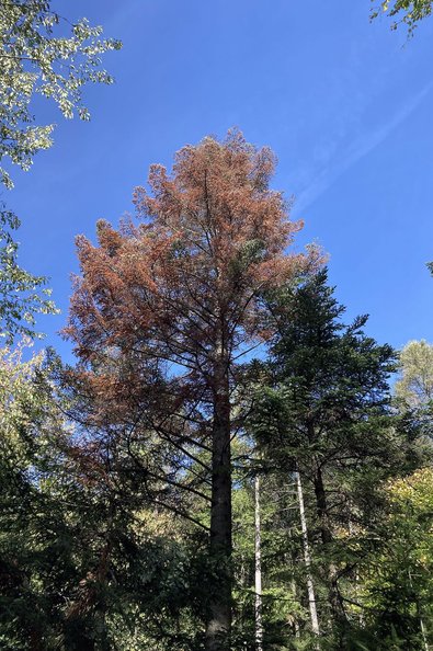 Abb. 4: In den Herbst fortschreitende Kronenverfärbung einer Weißtanne nach Borkenkäferbefall im Sommer 2022; links: 25. August, rechts: 25. Oktober (Fotos: H. Delb, Südschwarzwald)