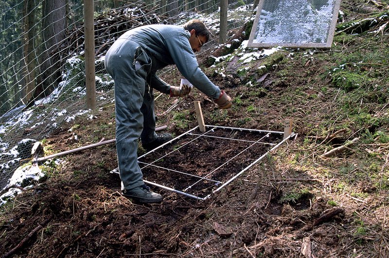 Direktsaat ohne Keimhilfe