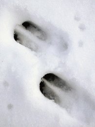 Rehspur im Schnee