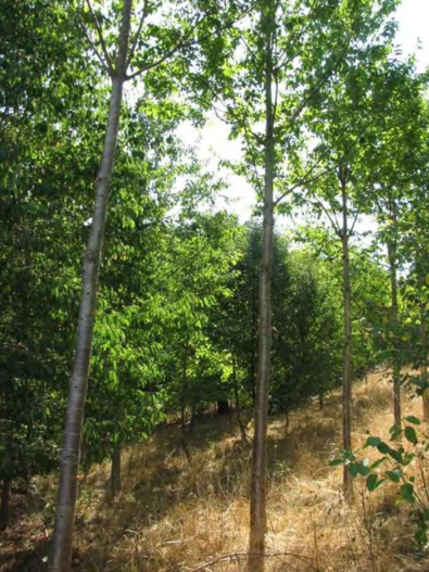 geradeschaftige Laubbäume