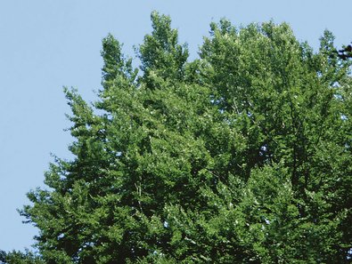 Voll belaubte Krone einer Buche