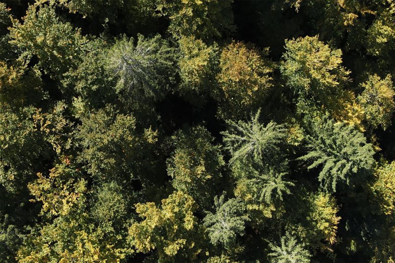 Der Wald aus der Vogelperspektive