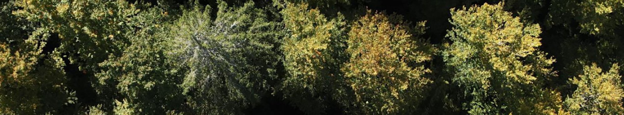 Der Wald aus der Vogelperspektive