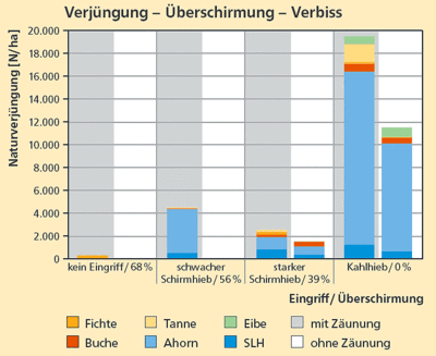 Verjüngungssituation Verjüngungssituation