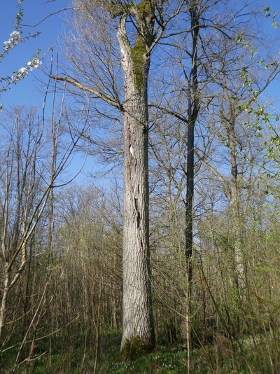 habitat tree