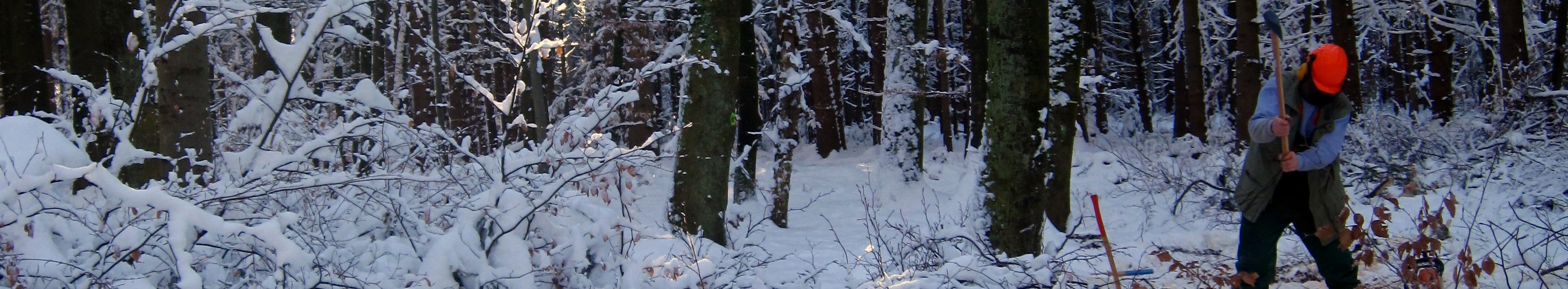 Waldbesitzer entastet einen gefällten Baum im winterlichen Wald