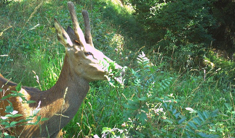 Rothirsch frisst an Vogelbeere