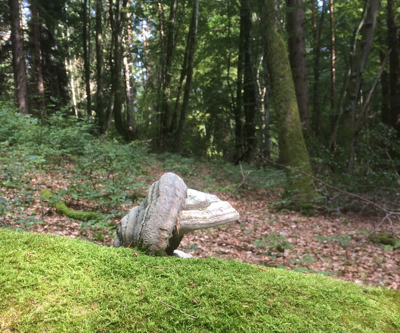 Daniel Rigling Baumschwämme - waldwissen.net