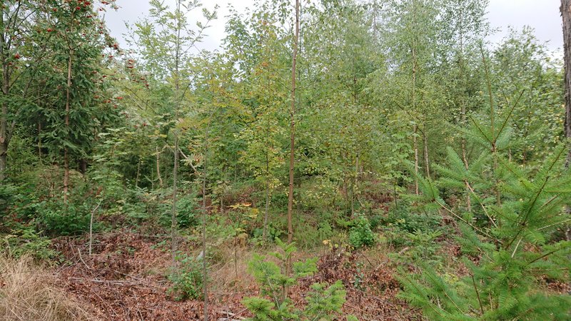 Naturverjüngter Jungmischwald mit Birken, Ebereschen sowie jungen Nadelbäumen auf einer ehemaligen Freifläche.