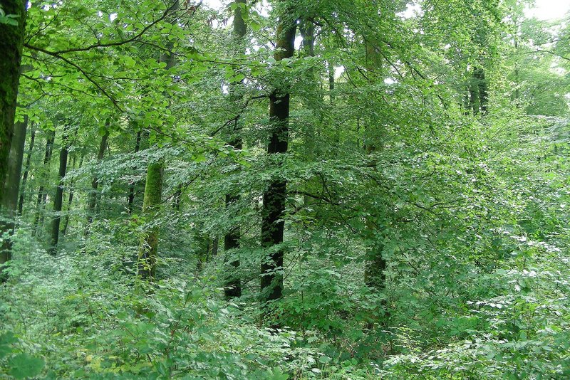  beech forest