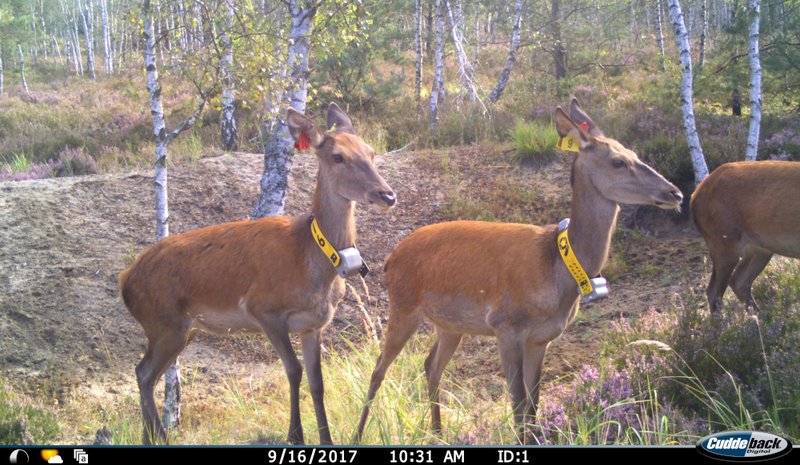 Rotwild mit Sendern