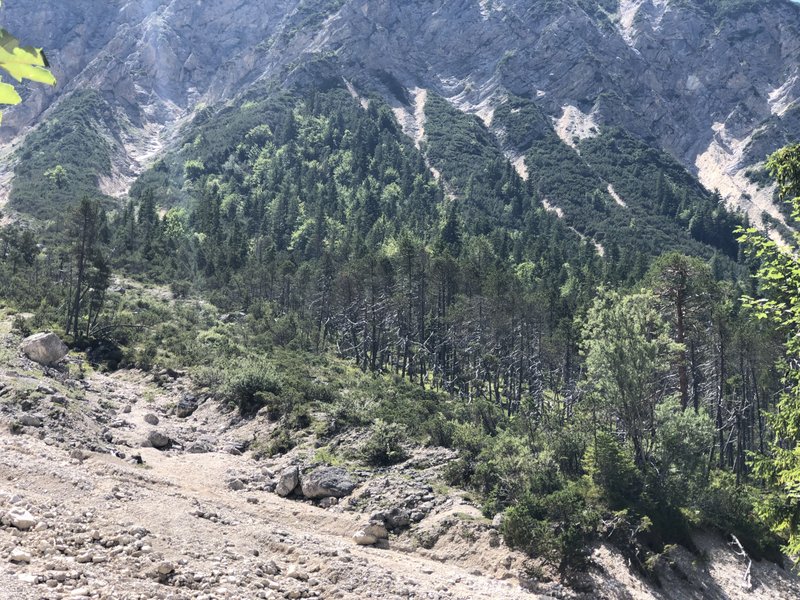Spirkenwald im Karwendelgebirge mit deutlichen Schäden