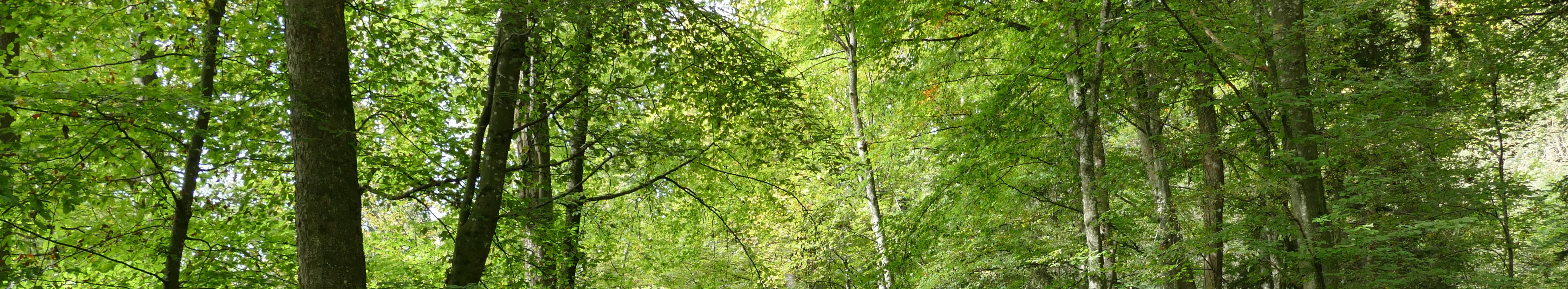 Einheimische Waldvögel: Der Kernbeisser