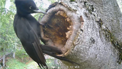 Specht an einem ausgehöhlten Baumstamm