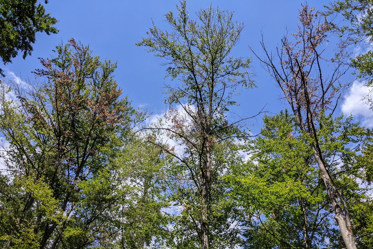 Laubwald mit abgestorbenen Kronen
