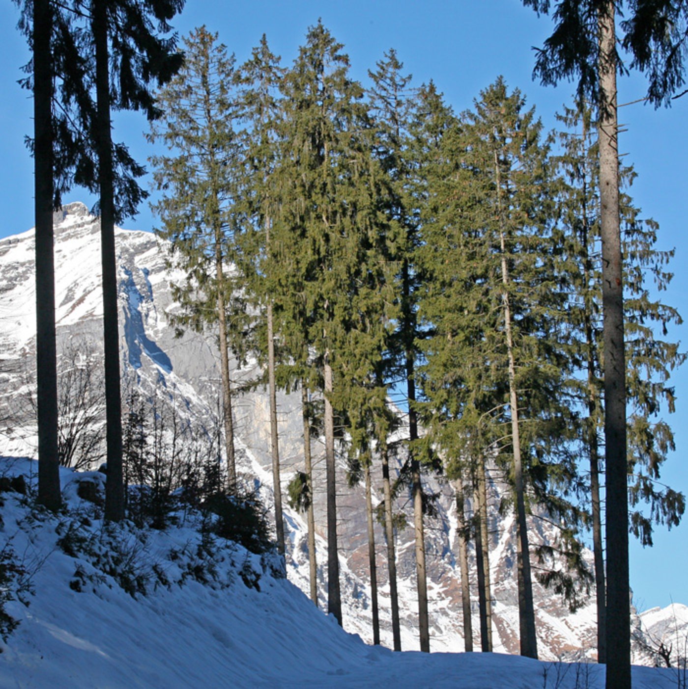 Die Fichte Picea Abies Waldwissen