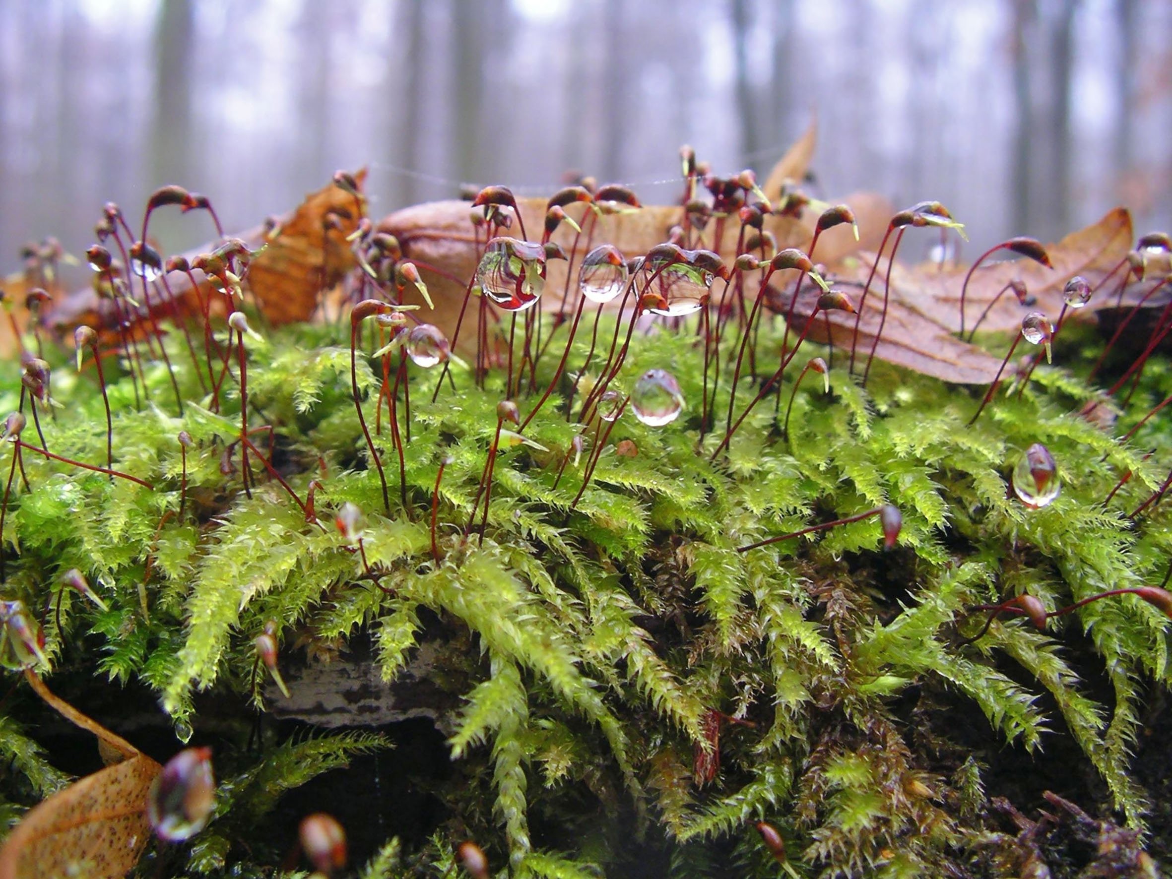Wasser im Wald halten – Waldmoore erfüllen eine wichtige Klimaschutzfunktion 1 Wasser im Wald halten – Waldmoore erfüllen eine wichtige Klimaschutzfunktion