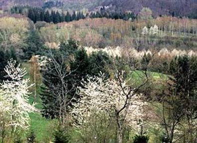 Kirschblüte im Liliental