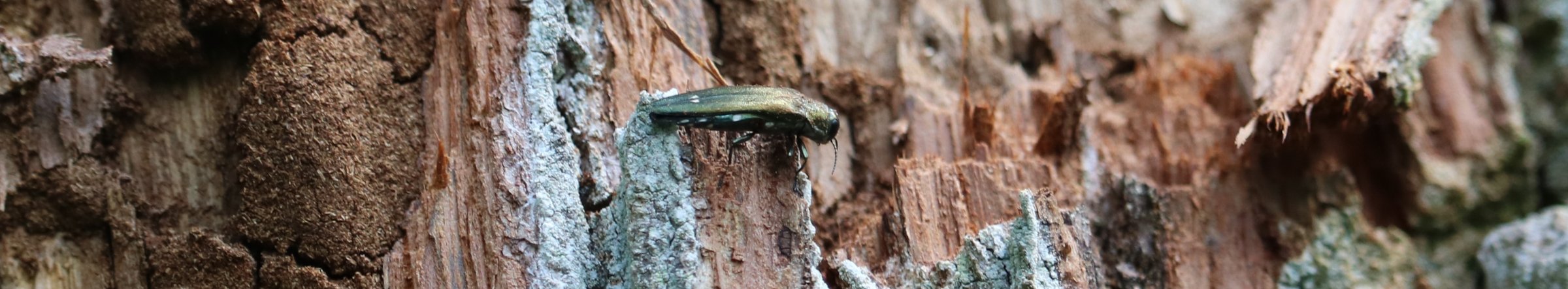 Grünglänzender länglicher Käfer sitzt auf einer Eichenrinde