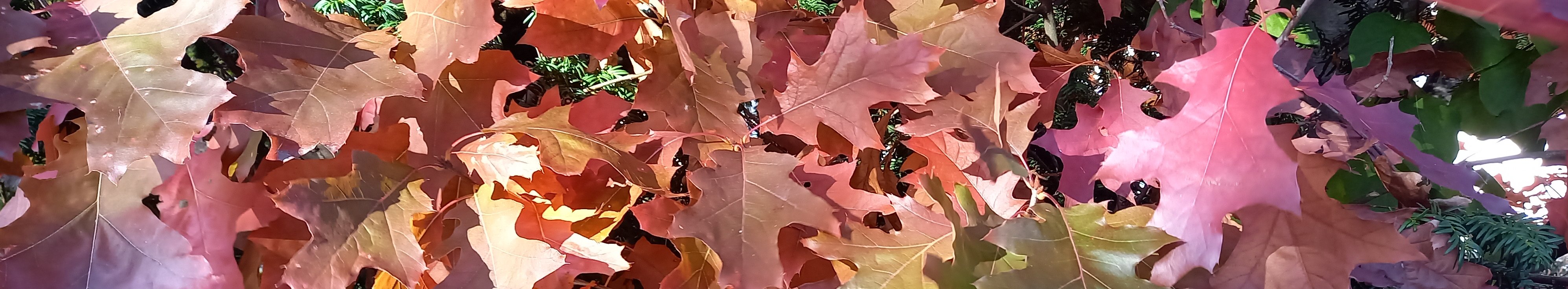 rot gefärbte Roteichenblätter