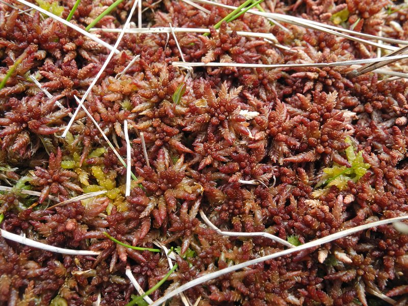 Magellans Torfmoos (Sphagnum magellanicum)