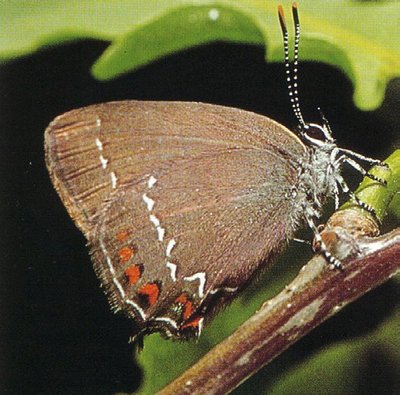 Brauner Eichenzipfelfalter (Satyrium ilicis)