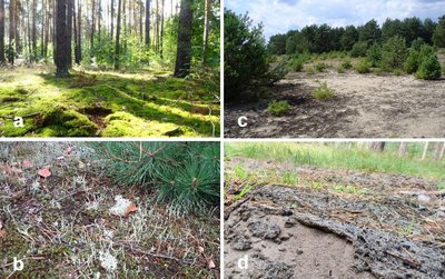 a: Kiefernwald mit Moosen, Märkisch Luch, Brandenburg b: Biologische Bodenkruste mit Moosen (Polytrichum piliferum) und Strauchflechten (Cladonia furcata), Märkisch Luch, Brandenburg c: Biologische Bodenkrusten mit Moosen bedecken den Oberboden zwischen Waldkiefern in der Lieberoser Heide, Brandenburg d: Biologische Bodenkruste auf sandigem Oberboden, Märkisch Luch, Brandenburg