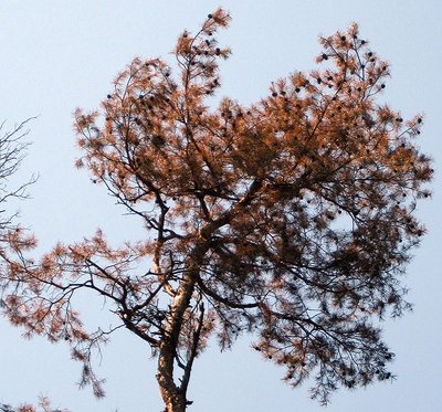 Pine tree after infection with Diplodia shoot dieback