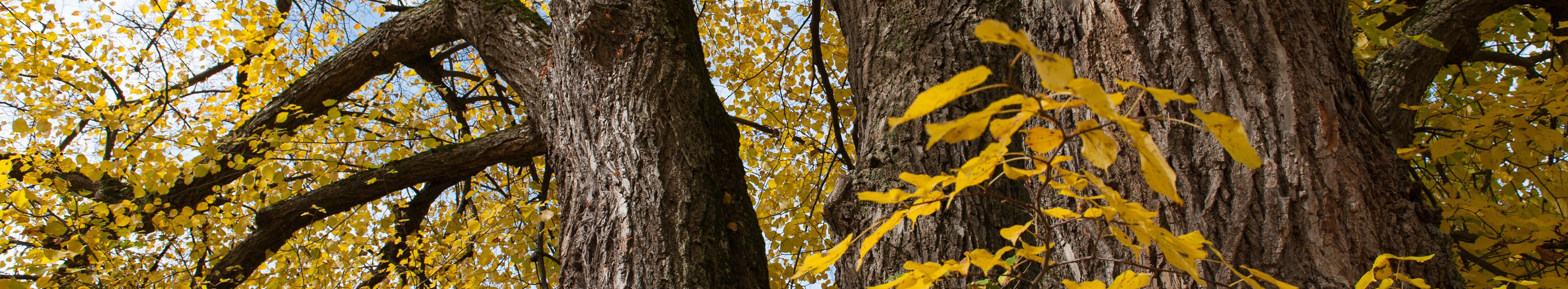 Mehrere alte Laubbäume mit herbstlich gelben Blättern