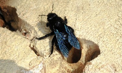 violet carpenter bees on a gnawed nesting gallery