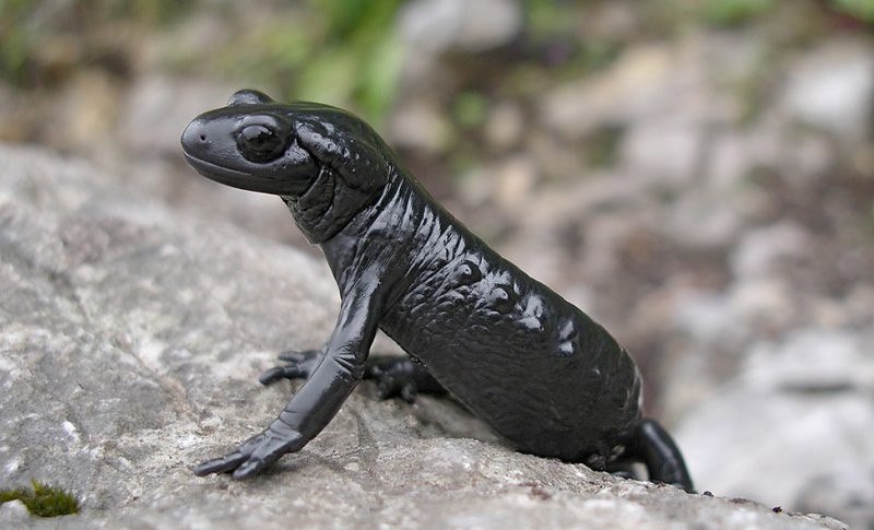 Alpensalamander (Salamandra atra)