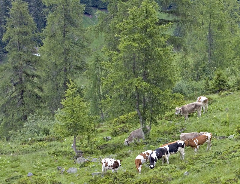 Bestiame bovino al pascolo all’interno di una foresta subalpina