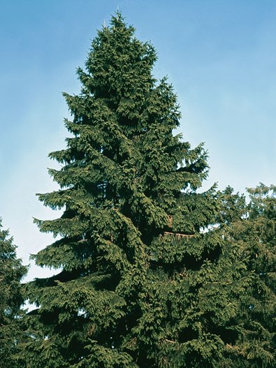 Grüne, dicht benadelte Fichtenkrone