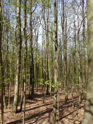 Laubwald im Frühling