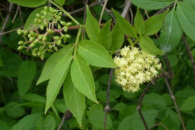 shrub with white flowers and green berries