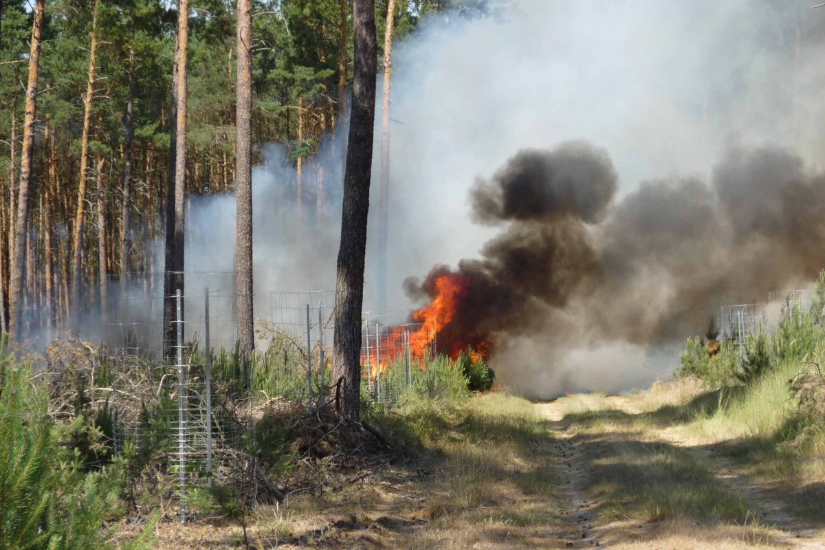 Waldbrände in Deutschland 1 Waldbrände in Deutschland